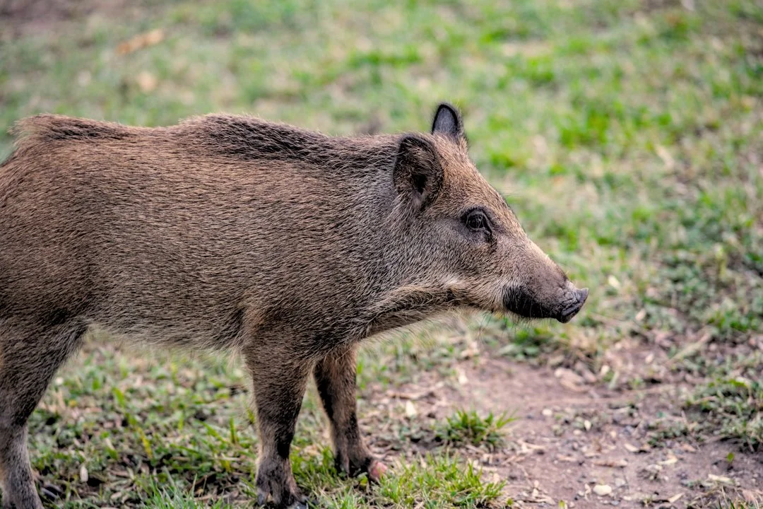Gefährlicher Parasit beim Wildschwein entdeckt
Aktuelle Warnung vor gefährlichem Parasit beim Wildschwein. Alles zur Ansteckungsgefahr, Trichinen-Gefahr und Hygiene-Rege