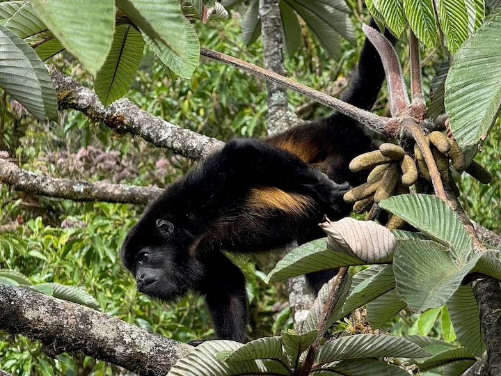 Մանտիավոր ճչող մակակ (Alouatta palliata)