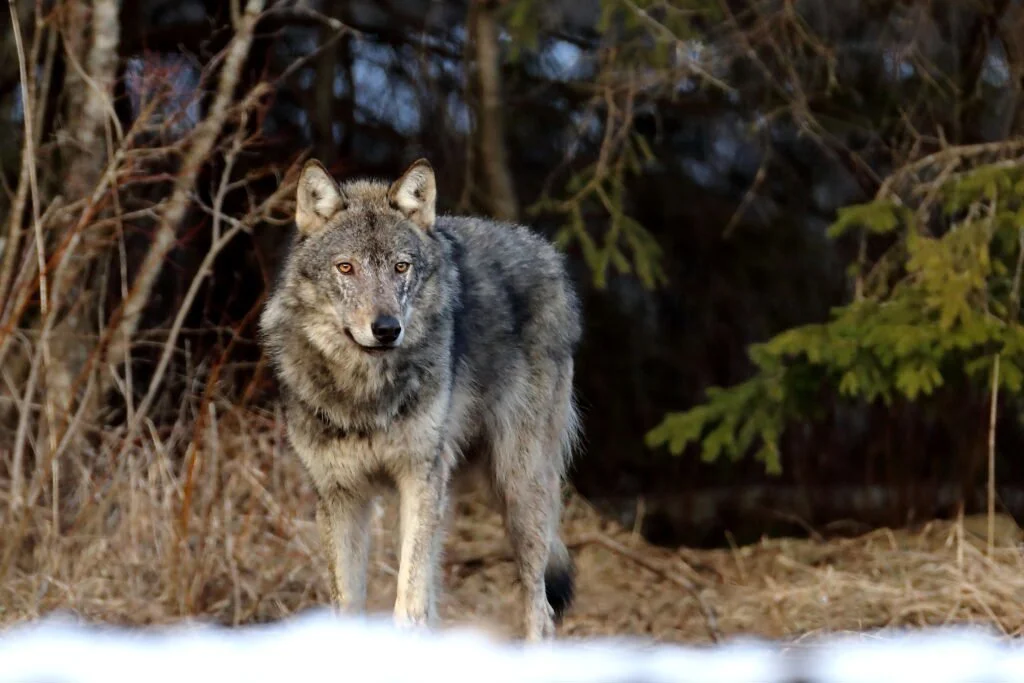 HUNT

Hunt (Canis lupus) on maailma suurim metsik koerlane ja Eesti metsade kõige kardetuim kiskja. 

Hunt kaalub keskmiselt 35-45 kg, suur isaloom võib kaaluda isegi kun