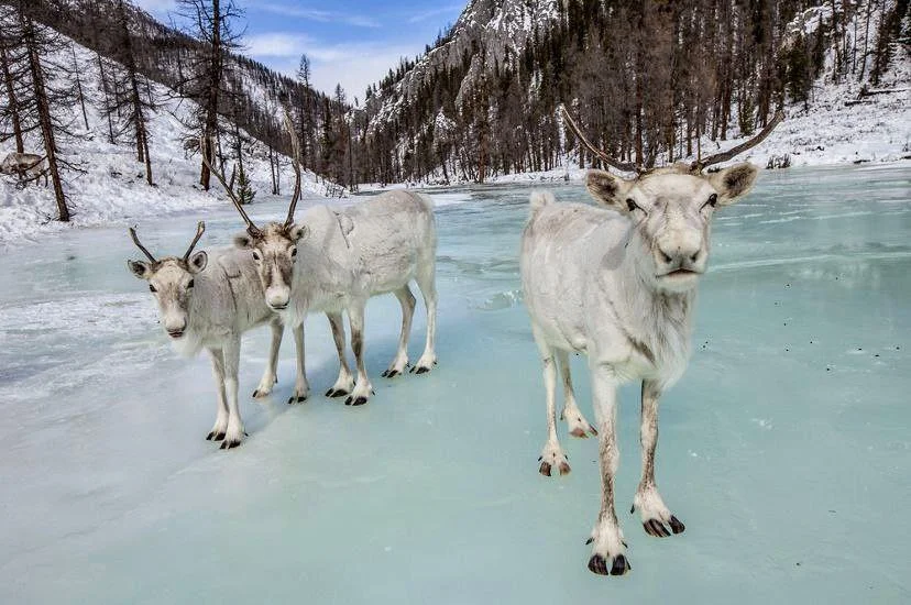 Mongolia Revives Critical Team to Build Roads That Save Wildlife: New Push for Safer Animal Crossings