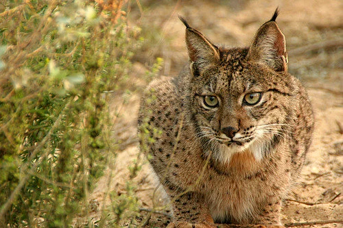 The Eurasian lynx (Lynx lynx) is a medium-sized wild cat widely distributed from Northern, Central and Eastern Europe to Central Asia and Siberia, the Tibetan Plateau and