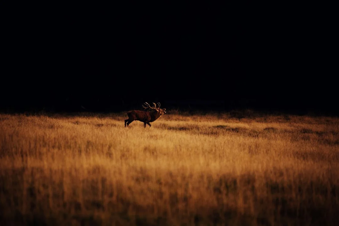 Hunting in Norfolk, England: geography, types of hunting and hunting animals, hunting seasons and legislation in the reg…