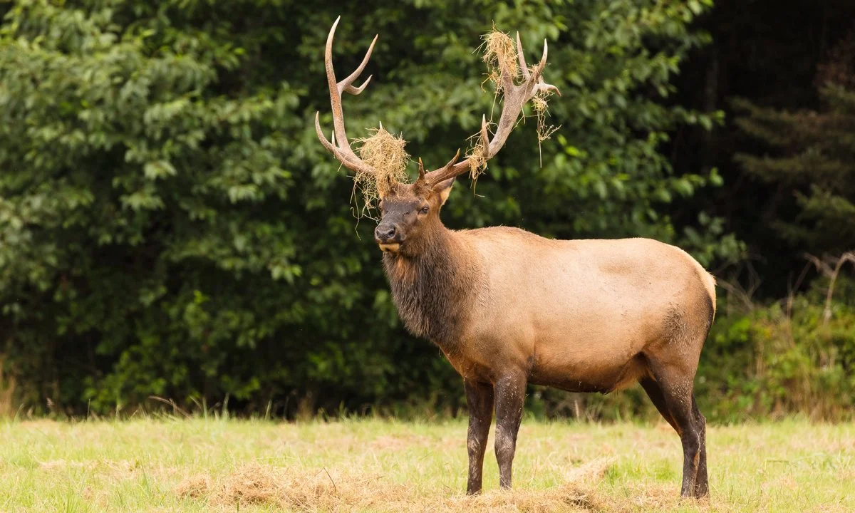 Ռուզվելտի եղջերու (Կանադական եղջերու) (Cervus canadensis roosevelti), 3 of 5