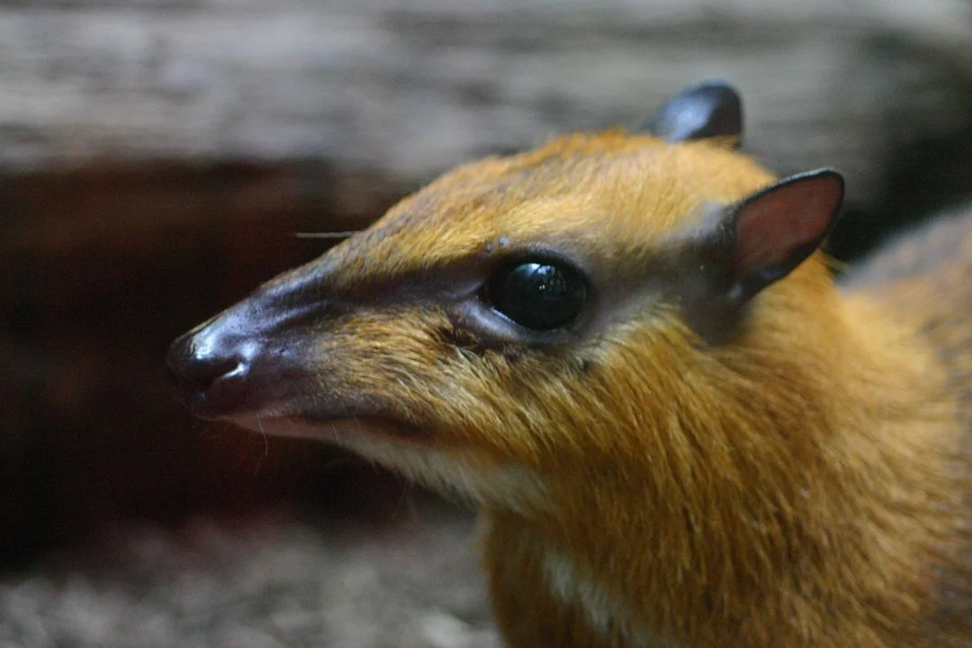 Photo of Kleine muskusspreeuw (Napoe-muskusspreeuw) (Tragulus napu)