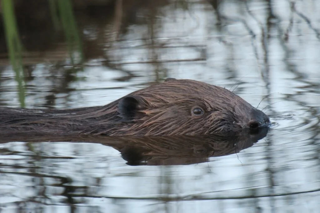 KOBRAS
Kobras (Castor fiber) on loomaperekond näriliste seltsist, kobraslaste sugukonna ainus tänapäevane perekond. Liiguvad koprad maismaal käppadega ja vees sabaga. Ko