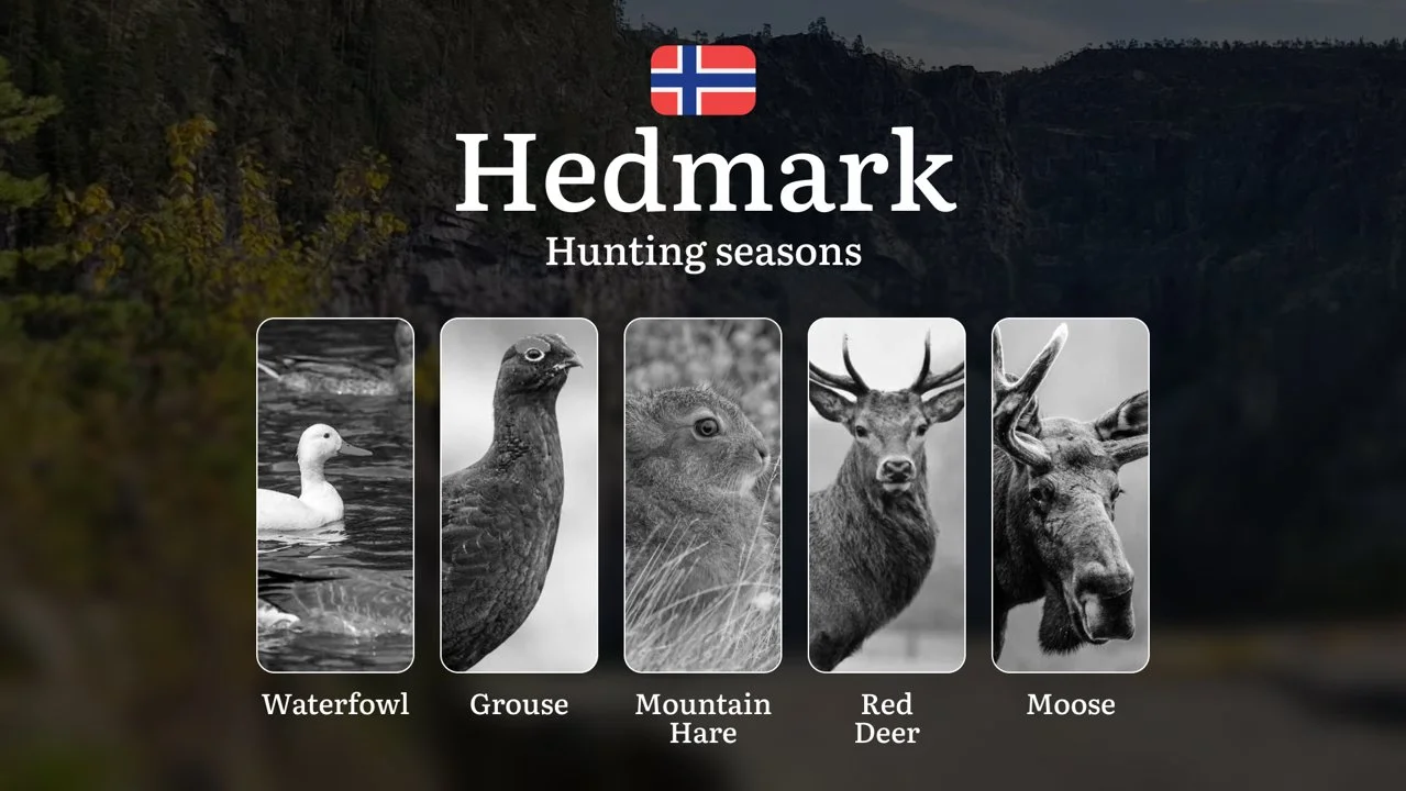 Hunting Periods and Permits in Hedmark: A Detailed Look at Game Movement Throughout the Year, Seasonal Limits, and How to Apply for a Hunting License in the Area