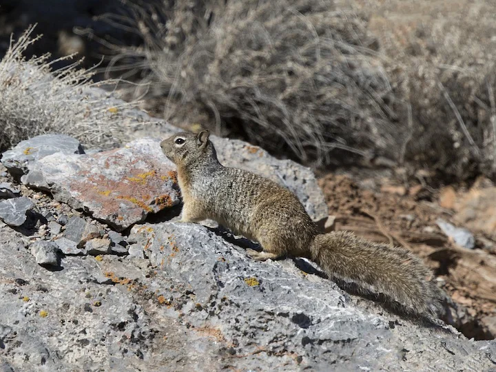 Forrest's Rock Squirrel (Sciurotamias forresti)