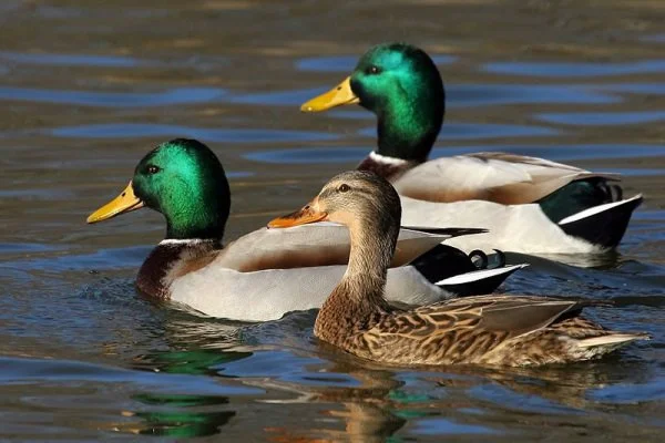 Raca mlakarica je ptica iz družine rac iz reda Anseriformes. Najbolj znana in razširjena divja raca. Dolžina telesa samca je približno 62 cm, samice - približno 57 cm, te
