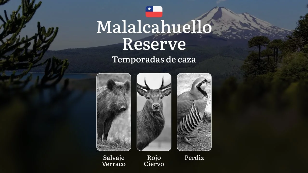 Temporadas de caza en la Reserva Nacional Malalcahuello, Chile: permisos y normas, restricciones, limitaciones y especies protegidas, consejos prácticos

¿Cuándo se puede