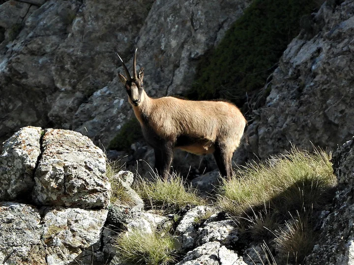 Camoscio dei Pirenei