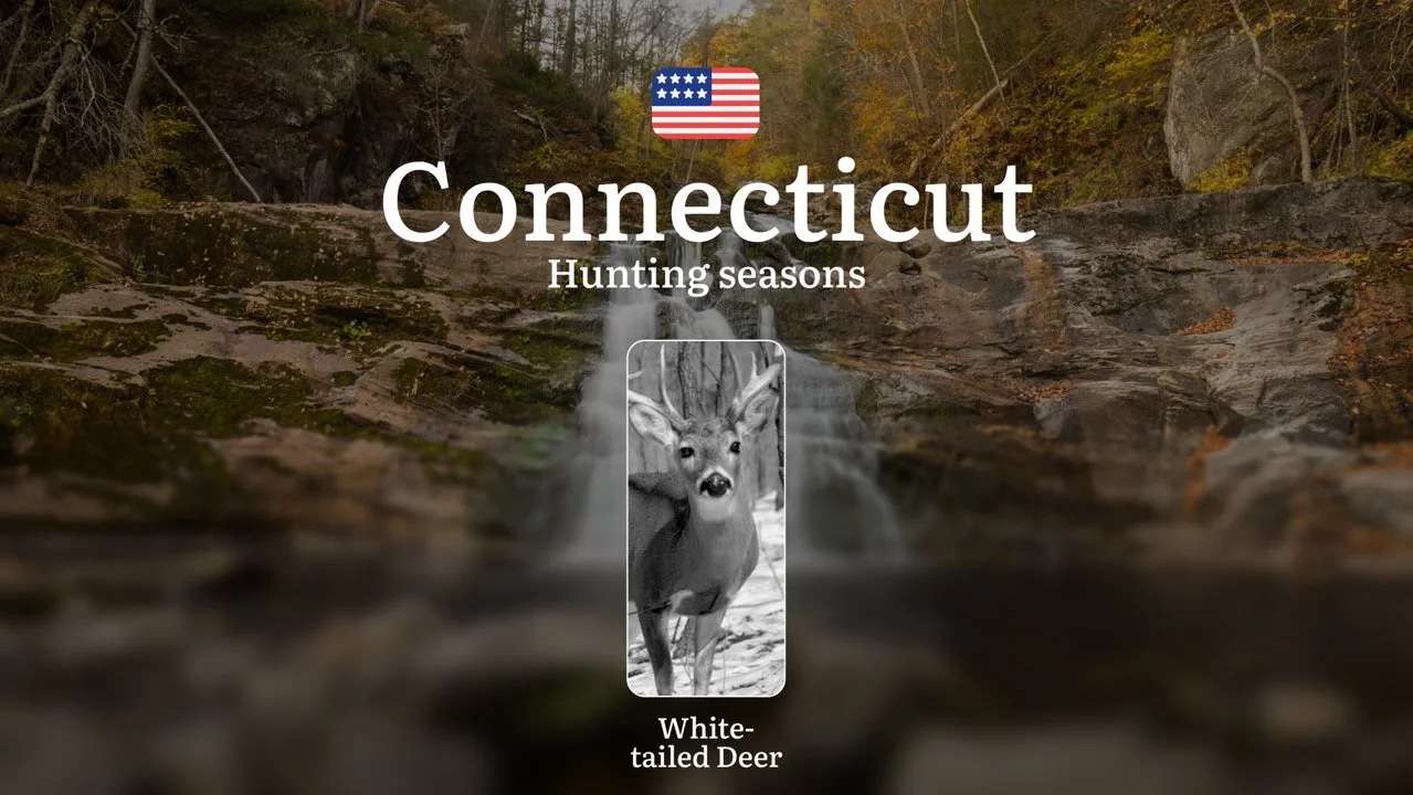 Deer Hunting Seasons in Connecticut: Timing, Licenses, Rules, Restrictions and Prohibitions, Hunting Tips

Hunting white-tailed deer (Odocoileus virginianus) in the state