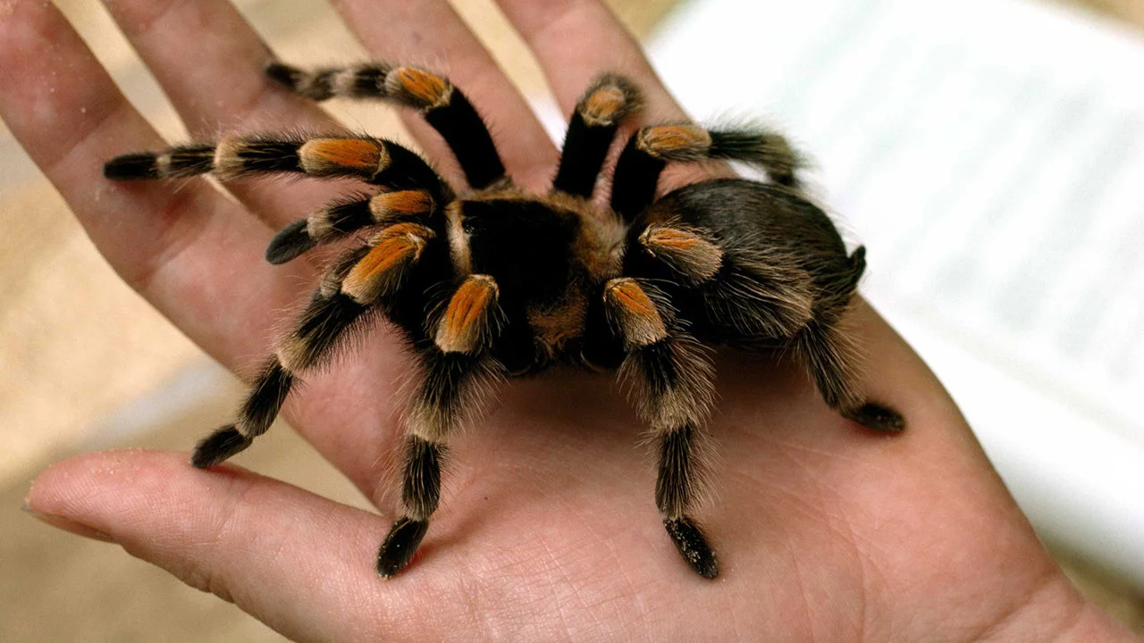 Tarantula edderkopper, eller tarantula edderkopper, er en familie af edderkopper fra infraordenen Mygalomorpha. Voksne er kendetegnet ved store størrelser, i nogle tilfæl