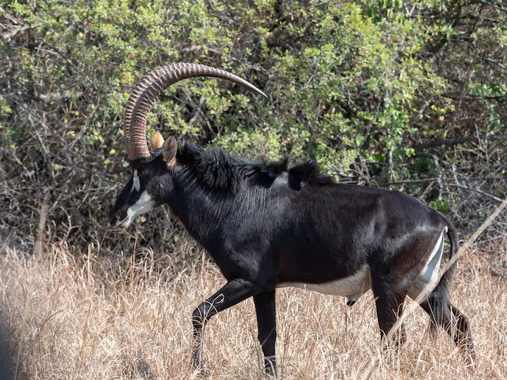 Սև հիպոտրագ (Կիրկի հիպոտրագ) (Hippotragus niger kirkii), 3 of 3