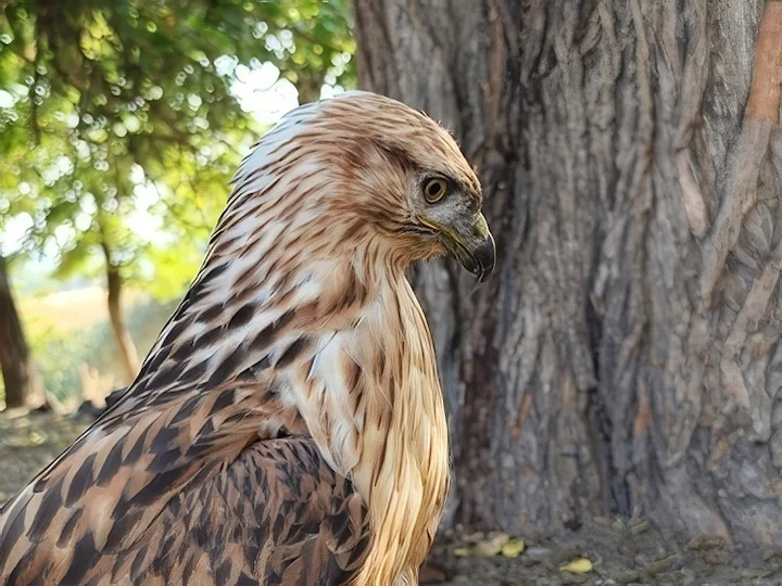 Bussardo codalunga (Buteo rufinus)