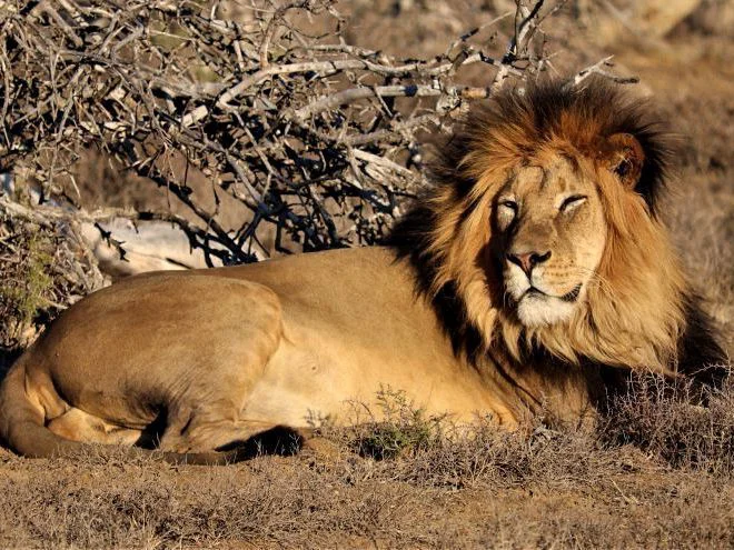 Leone