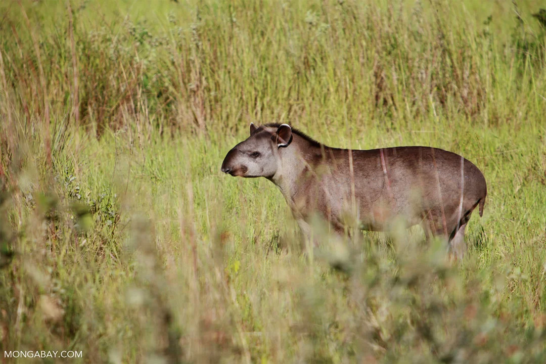 Hunting in Moroto, Uganda: Geography and Natural Features, Hunting Demographics, and Game Species Diversity

Geographical Features and Natural Landscape

Moroto, a distri