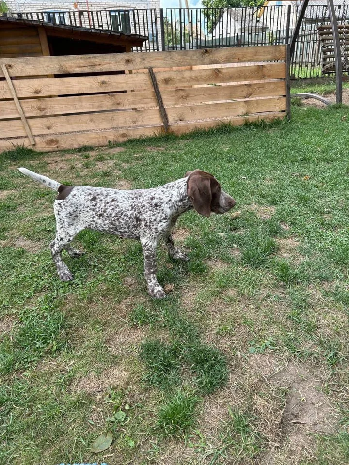 The German Shorthaired Pointer Puppy: Characteristics, Care, and Training for Hunting The German Shorthaired Pointer Puppy: Characteristics, Care, and Training for Hunting