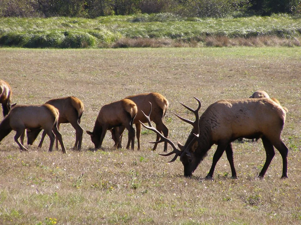 Ռուզվելտի եղջերու (Կանադական եղջերու) (Cervus canadensis roosevelti), 4 of 5