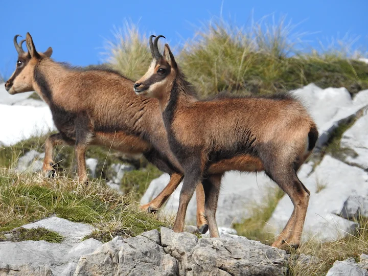 Cantabrian Chamois (Rupicapra pyrenaica parva)
