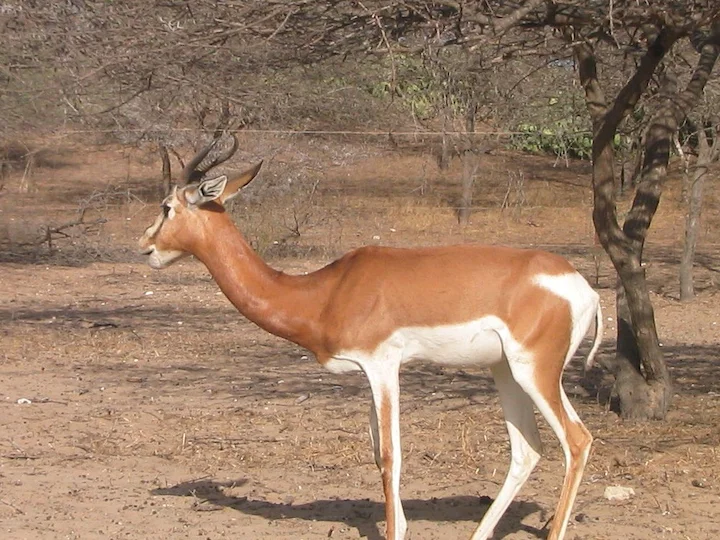 Մհորի գազել (Սպիտակափոր գազել) (Gazella dama mhorr), 1 of 3