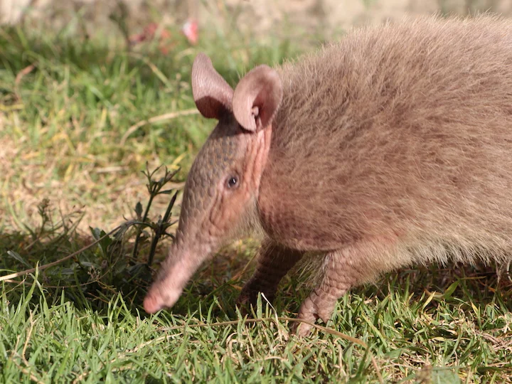 Apmatītais garšnābains armadilo (Dasypus pilosus)