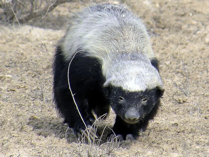 Ratel del Capo