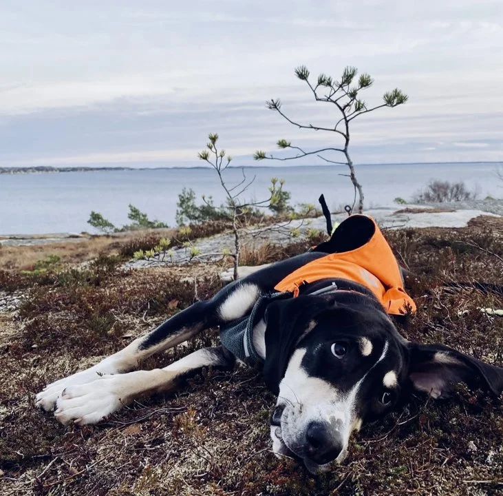 Dunker Hunting Dog: A Rugged Norwegian Tracker for Hare and More 🐾

The Dunker hunting dog, also known as the Norwegian Hound, is one of the most underrated yet highly c