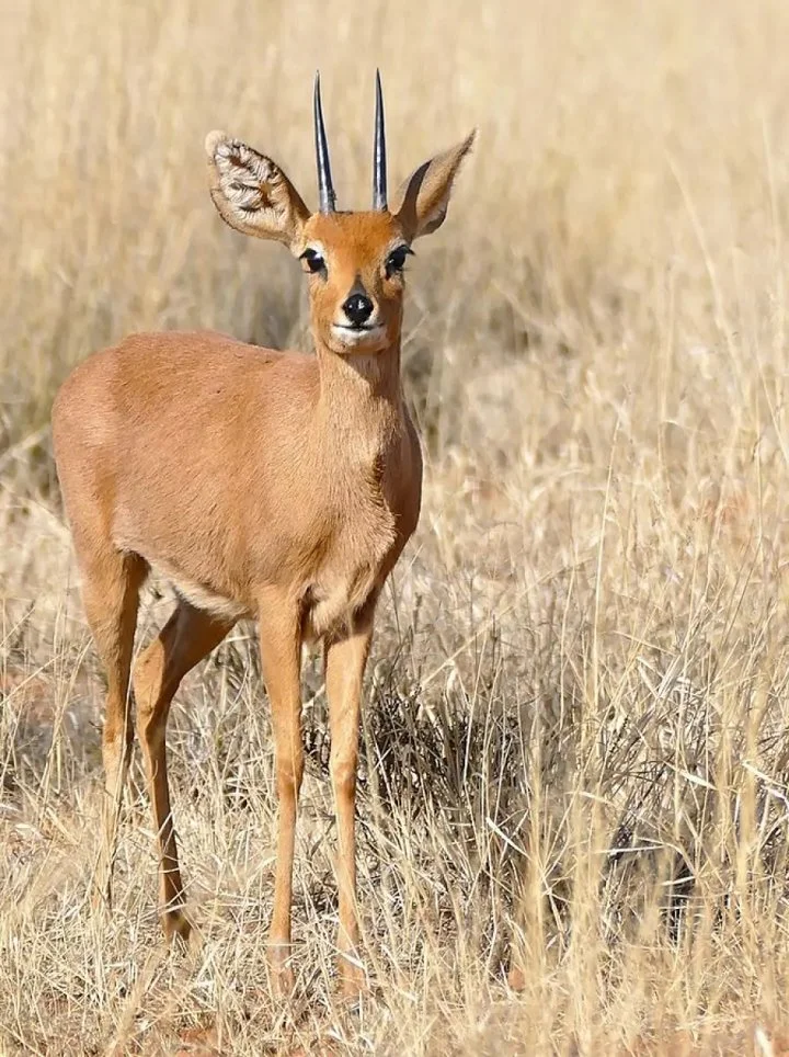 Vaalkuil (Klipspringer)