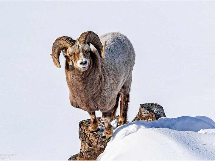 Sneeuwskaapsnoet (Noordelike sneeuwskaap) (Ovis nivicola borealis), 3 of 3