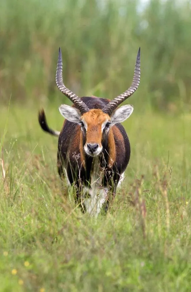 Լեչե անտիլոպ (Սմիթեմանի լեչե) (Kobus leche smithemani), 2 of 2