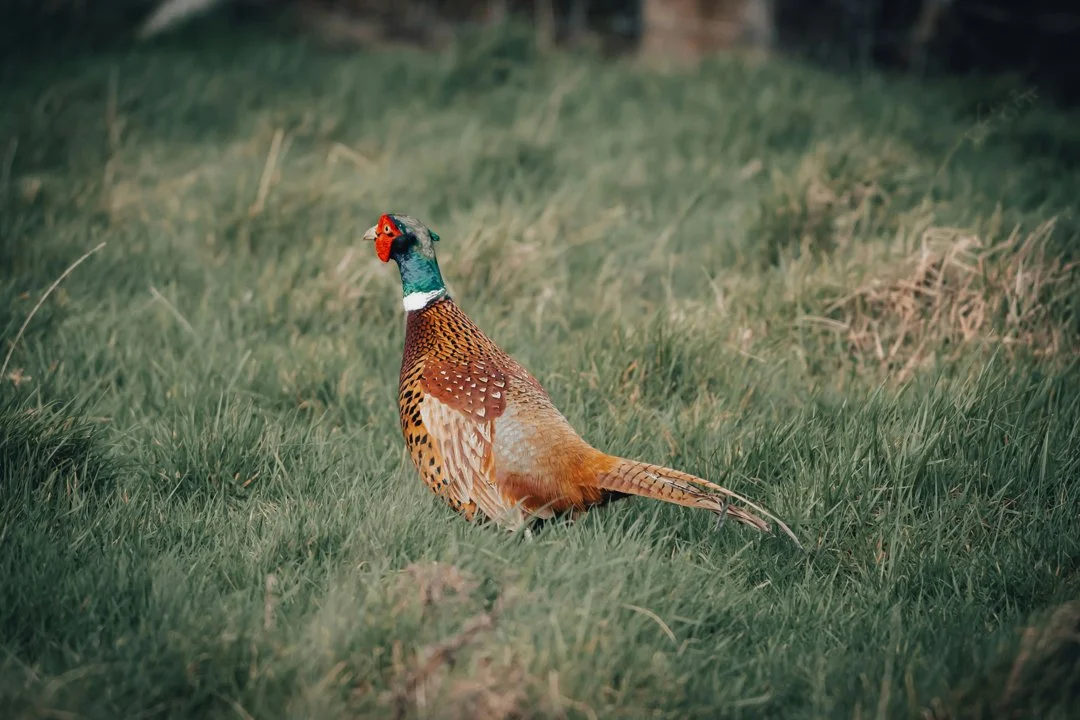 La Chasse dans le TARN-ET-GARONNE: Explorez la Démographie, Naviguez dans les Saisons de Chasse et Découvrez des Traditions

Le département du Tarn-et-Garonne, situé en r