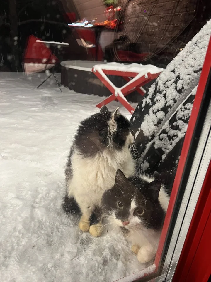 😼 Husdyr, der går udenfor om vinteren, skal være tilpasset gåture og skiftende vejr. For at tilpasse en kat til lave temperaturer bliver dens pels blødere, og den fryser