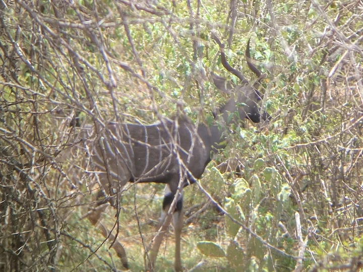 Kudu minore