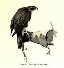 Falconry is the hunting of wild animals in their natural state and habitat by means of a trained bird of prey