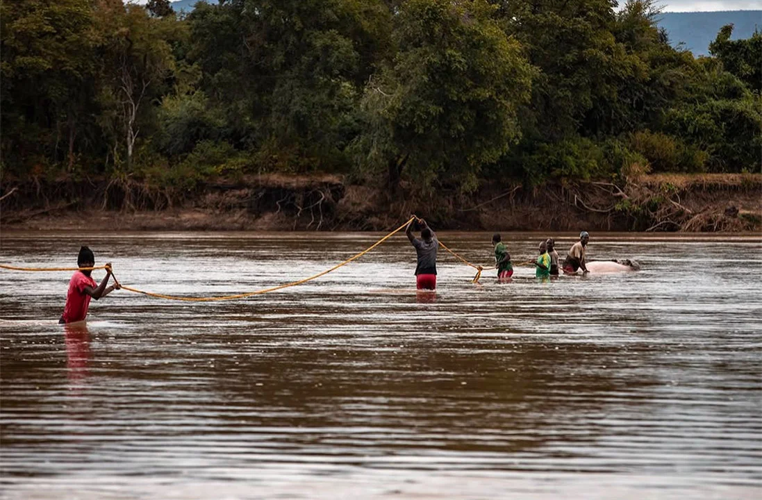 Hippo Hunting in Uganda: season, methods, costs.