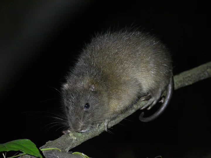 Hispaniolan Hutia (Haitian Hutia, Zagouti) (Plagiodontia aedium)