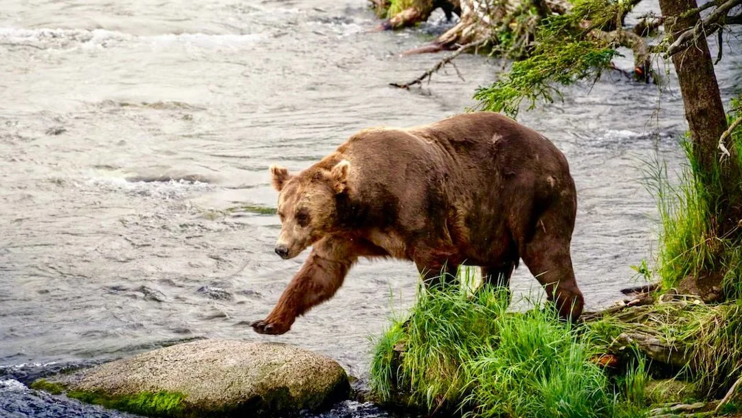 Large Rivers Stop Female Bears But Not Males: New Swedish Study Reveals Gender Differences