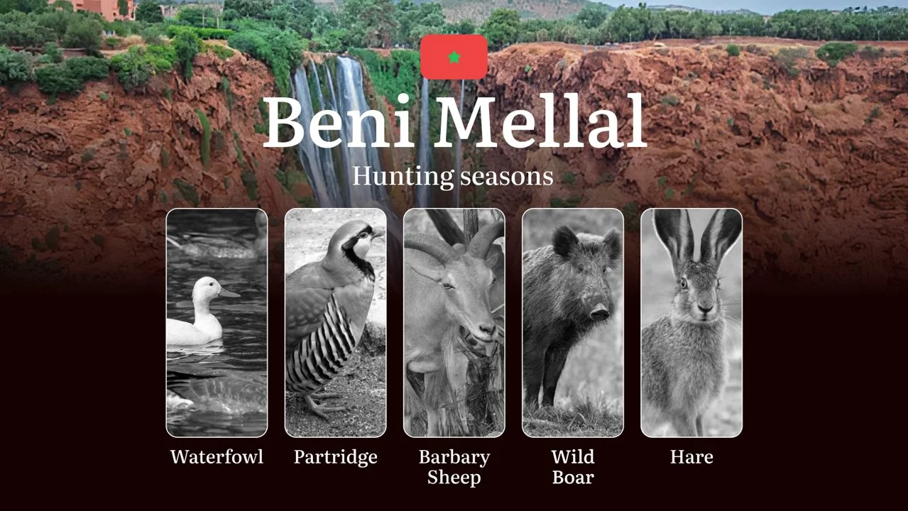 Hunting Periods and Local Rules in Beni Mellal: Species You Can Hunt Throughout the Year, Seasonal Activity of Game, and the Steps to Get a Legal Hunting License in the R