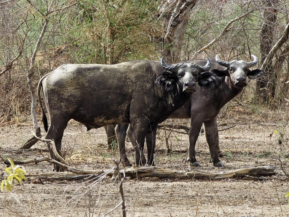Kafferbøffel (Vestafrikansk bøffel) (Syncerus caffer brachyceros), 4 of 5