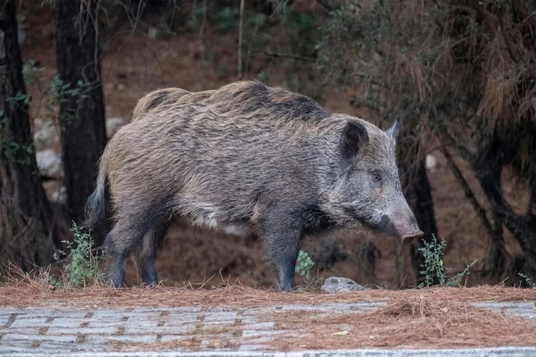 Subvención Aragón: no todos los jabalíes cazados reciben los 30 € por animal

Subvención caza jabalí Aragón 2026 – 30 € por jabalí abatido y 25 € a centros de recogida: r