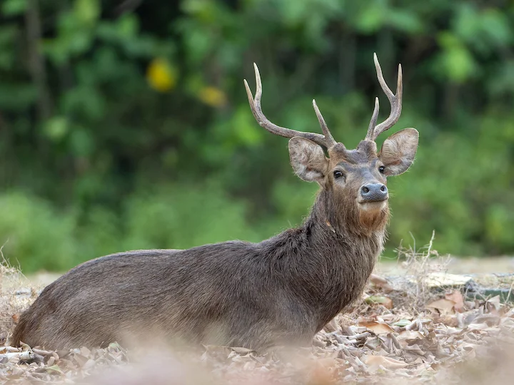 Թիմորյան եղջերու (Ջավանական եղջերու) (Cervus timorensis), 3 of 3
