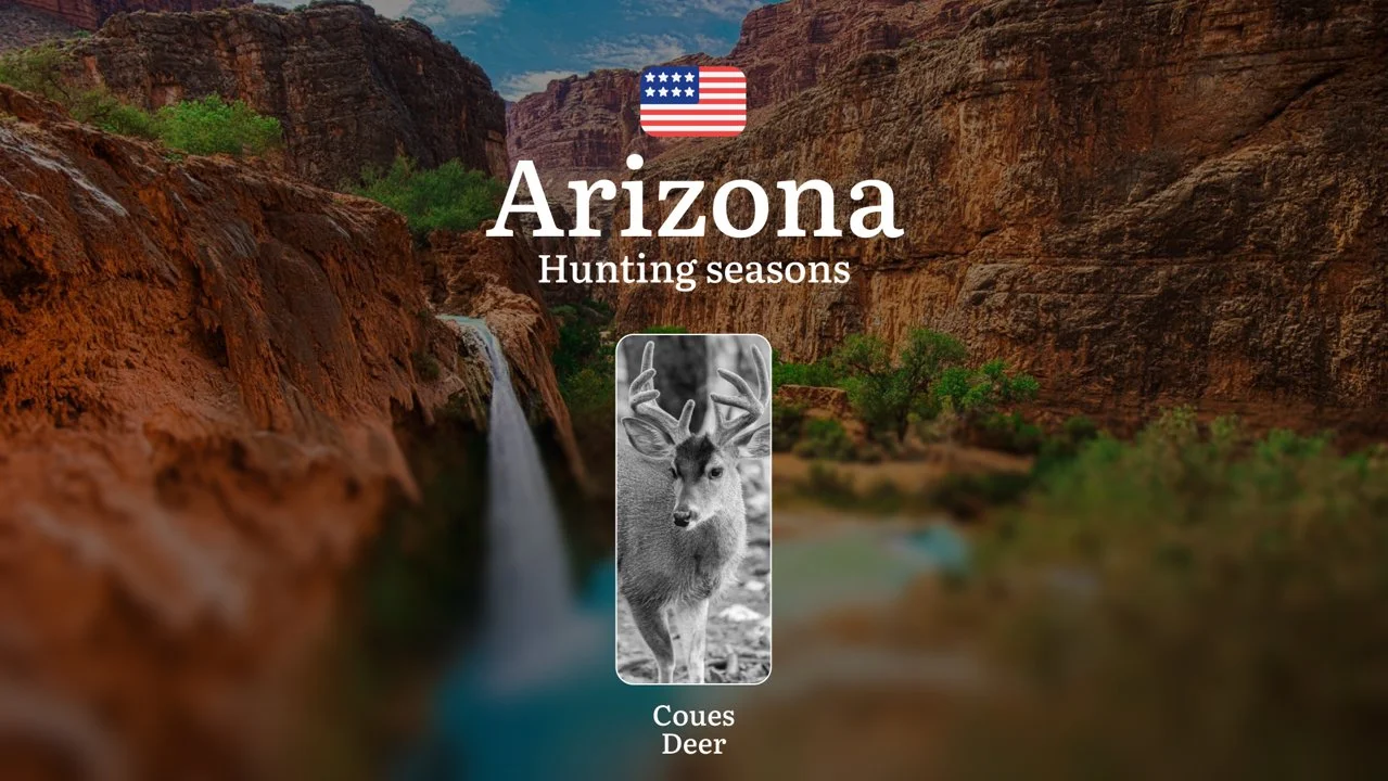 Hunting Seasons in Arizona for Coues Deer: Dates, Licenses, Rules, and Tactics, Seasonal Features, Penalties for Violating Hunting

Coues Deer Hunting Season in Arizona, 