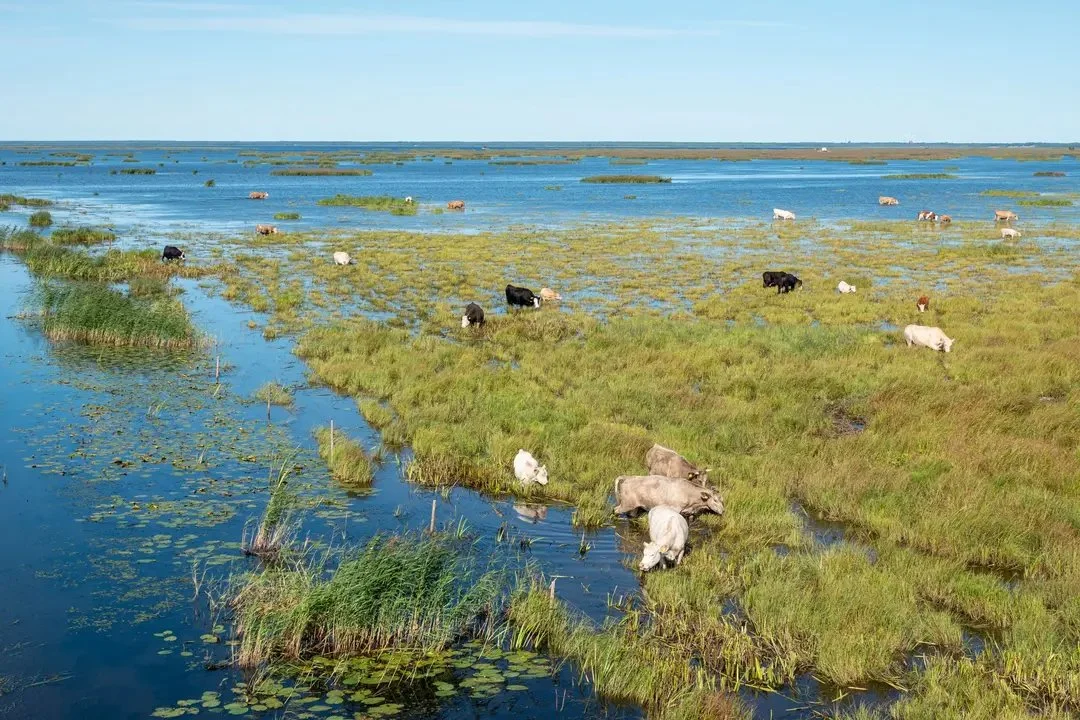 Liminka Bay Hunting: From Demographics to Seasons – Everything You Need to Know about Community and Demographics