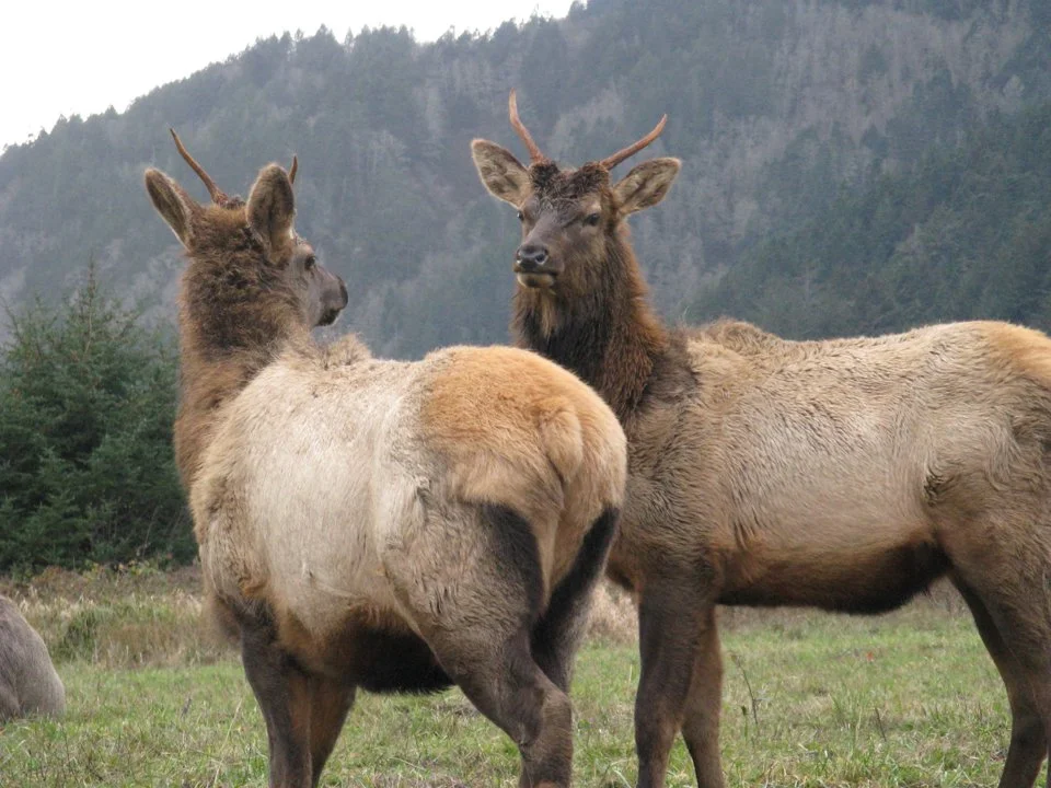 Ռուզվելտի եղջերու (Կանադական եղջերու) (Cervus canadensis roosevelti), 1 of 5