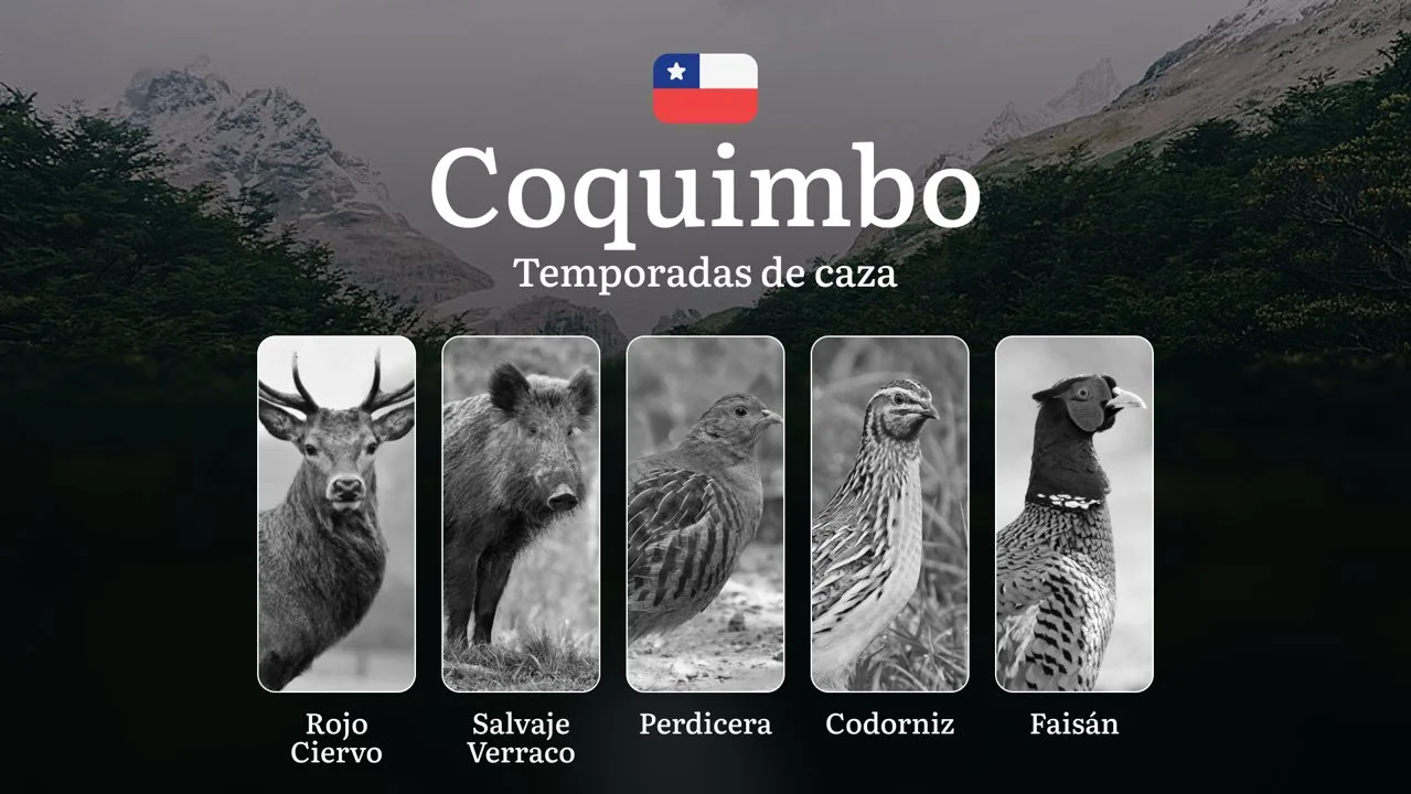 Chile, región de Coquimbo: Temporadas de caza, licencias y normas, tipos de presa y épocas óptimas para la caza, multas y responsabilidades legales

La caza en Chile no e