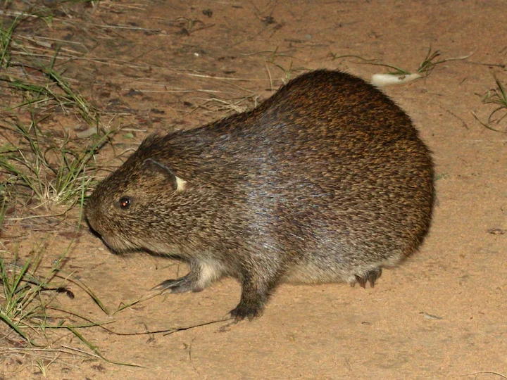 Greater Cane Rat (Cane cutter, Grasscutter) (Thryonomys swinderianus)