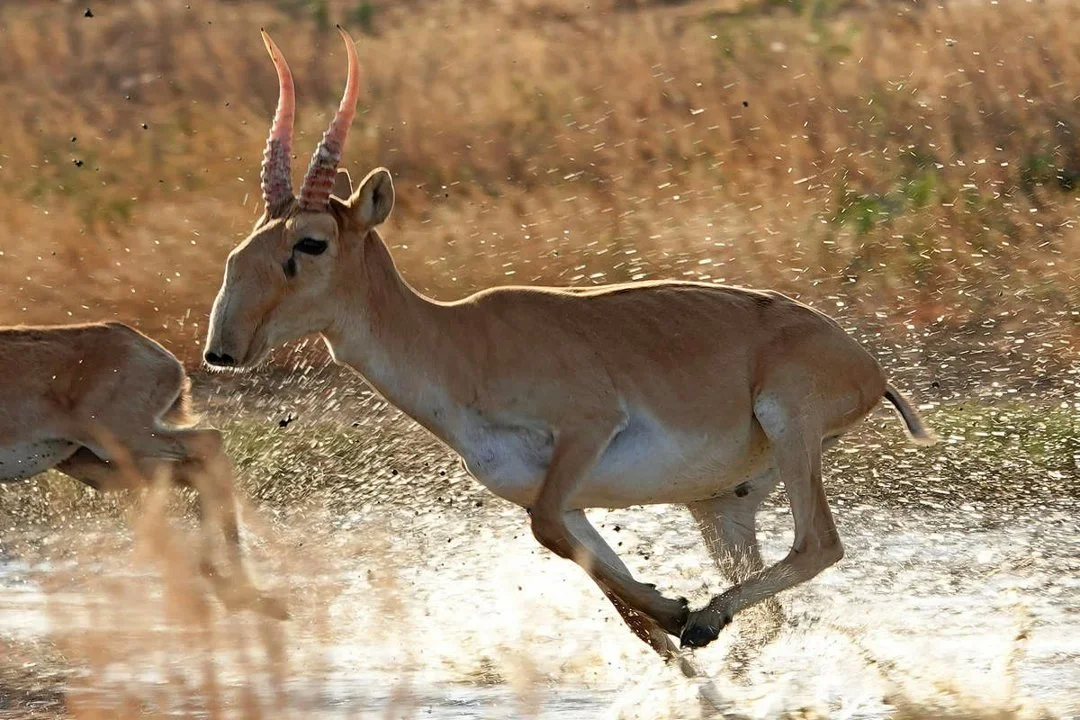 ASTANA (AFP-Jiji) — Kazakhstan on Oct. 16 said it would legalize hunting of the once-threatened Saiga antelopes to manage their population — a sensitive subject in a coun