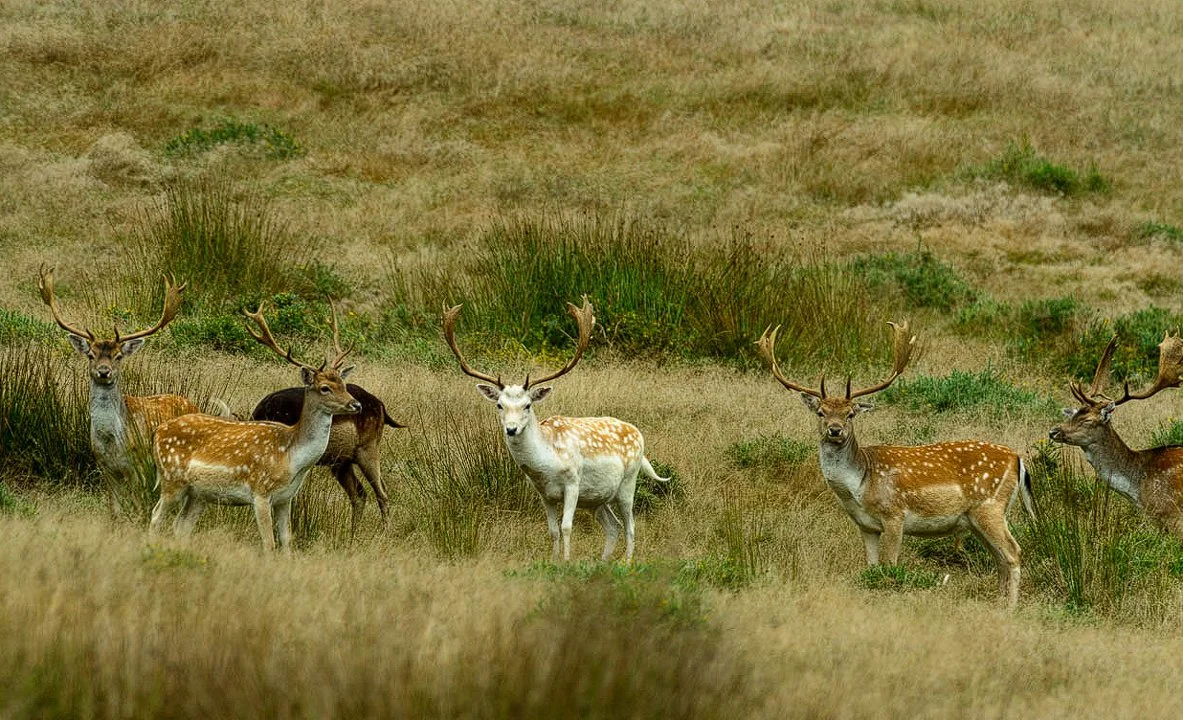 La chasse en CHARENTE: Forêts sèches, coteaux viticoles, plaines ouvertes et culture cynégétique au cœur du sud-ouest ru…