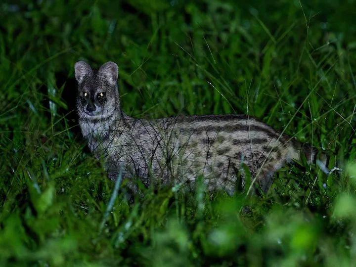 Klein-Indiese civet Klein-Indiese civet