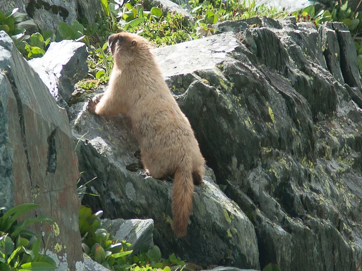 Baibacinamurmeltier (Marmota baibacina)